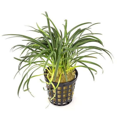 Plant Live - Hairgrass Pot - Woonona Petfood & Produce