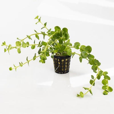 Plant Live - Pennywort Green - Woonona Petfood & Produce