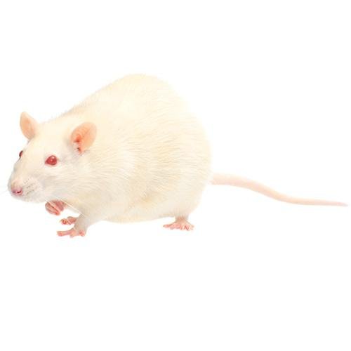 Rats Adult Frozen XLarge 1 Pack Pisces - Woonona Petfood & Produce