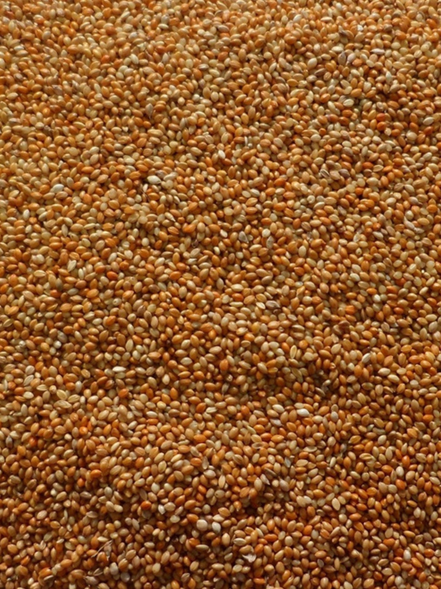 Red Panicum Millet - Woonona Petfood & Produce