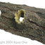 Reptile One Log With Holes - Woonona Petfood & Produce