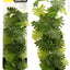 Reptile One Plant Philodendron Selloum 20cm - Woonona Petfood & Produce