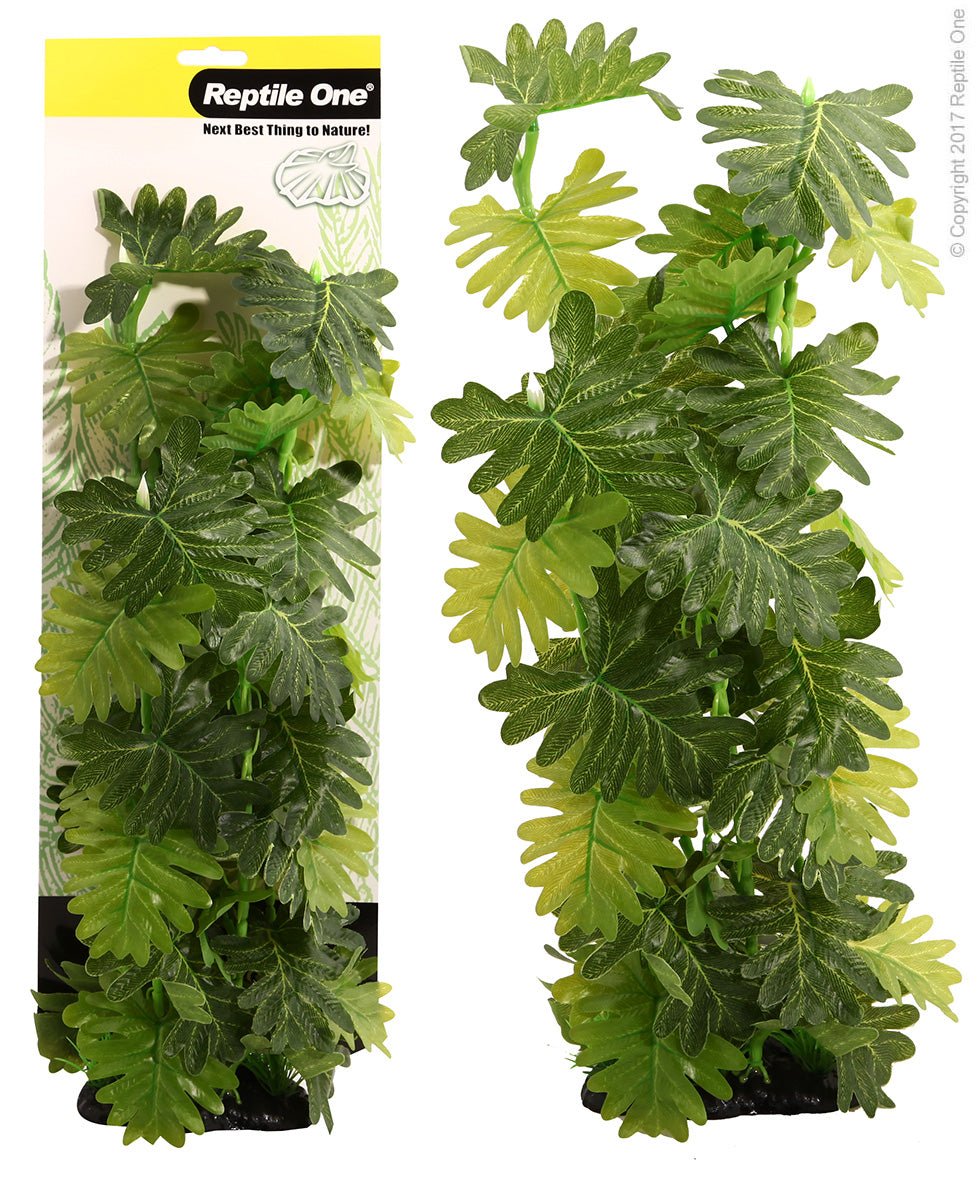 Reptile One Plant Philodendron Selloum 20cm - Woonona Petfood & Produce