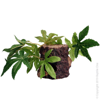 Reptile One Plant Sativa On Resin Log 10x10x9cm - Woonona Petfood & Produce