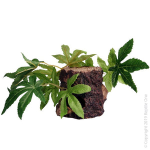 Reptile Tank Plants image