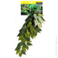 Reptile One Plant Varigated Ivy Cascading Green - Woonona Petfood & Produce