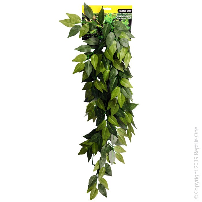 Reptile One Plant Varigated Ivy Cascading Green - Woonona Petfood & Produce