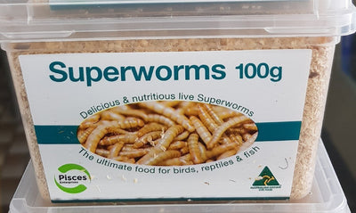 Superworms 100g Pisces - Woonona Petfood & Produce