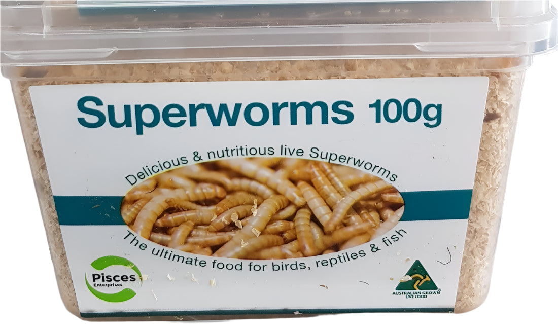 Powder Superworms Superworms 100g